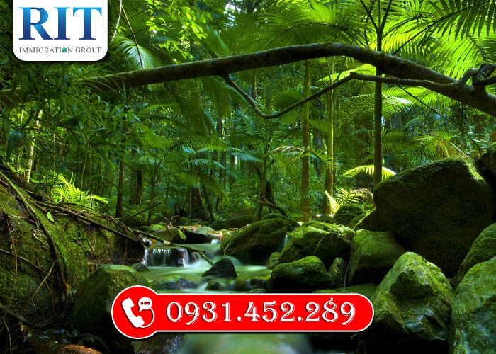 Di sản Xanh cổ kính Rừng Mưa Cairns