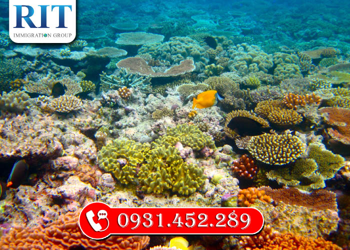 Rạn San Hô Great Barrier Reef - Ngoài khơi bờ biển Queensland, đông bắc Úc